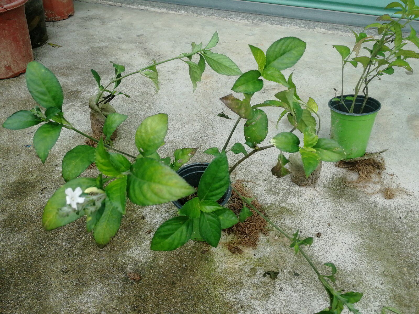 糯米香茶超大香草草苗清香口感飘香香满园四季绿植