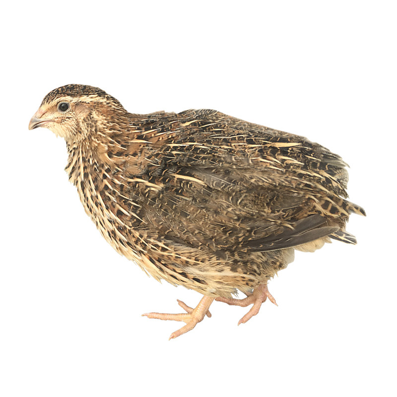 鹌鹑新鲜鹌鹑肉速冻现杀生骨肉猫饭狗粮宠物一件20只顺丰包邮