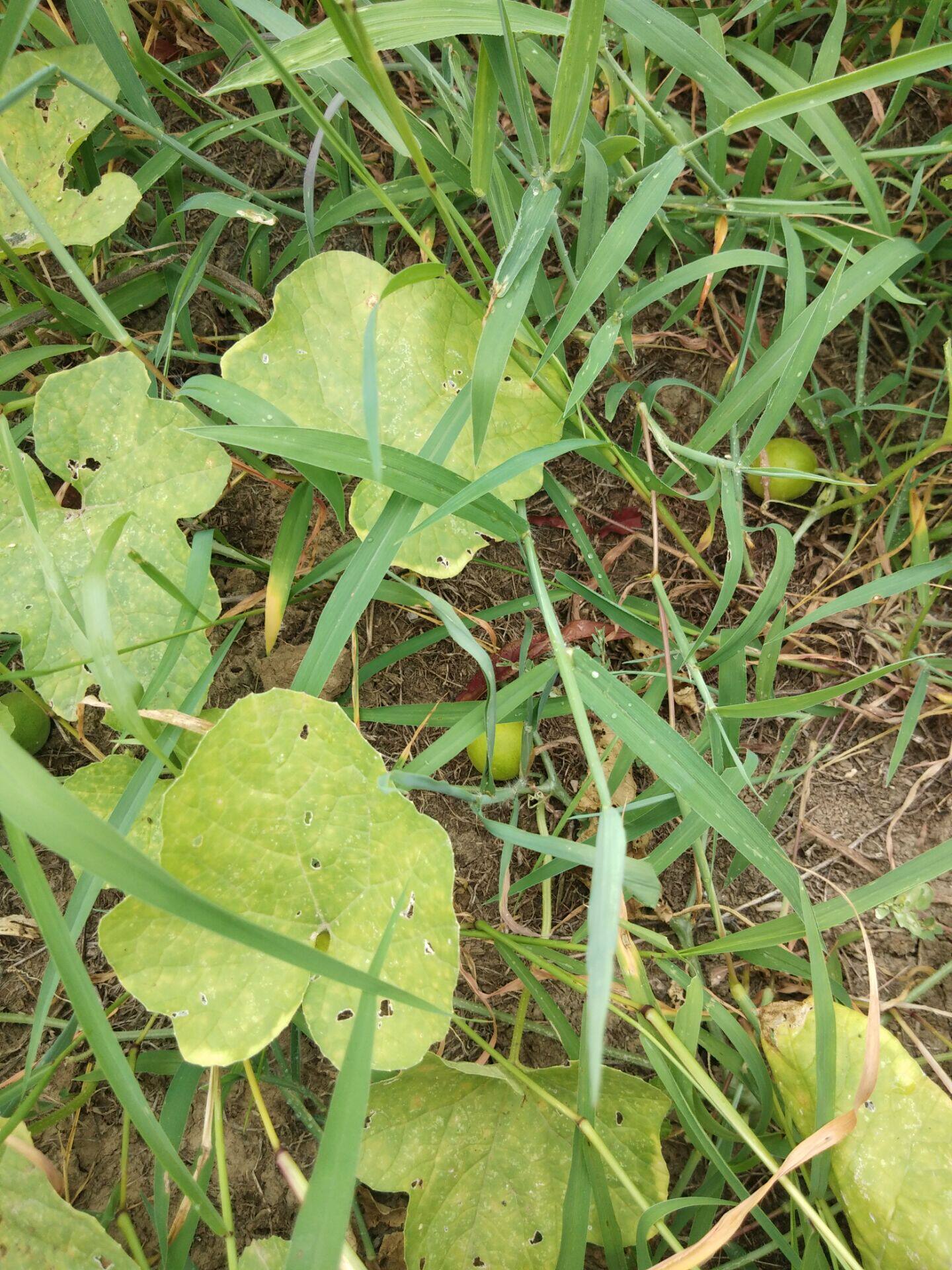 野生新晒干瓜籽生马香瓜小香迷你解酒马泡泡瓜其他药食同源食品
