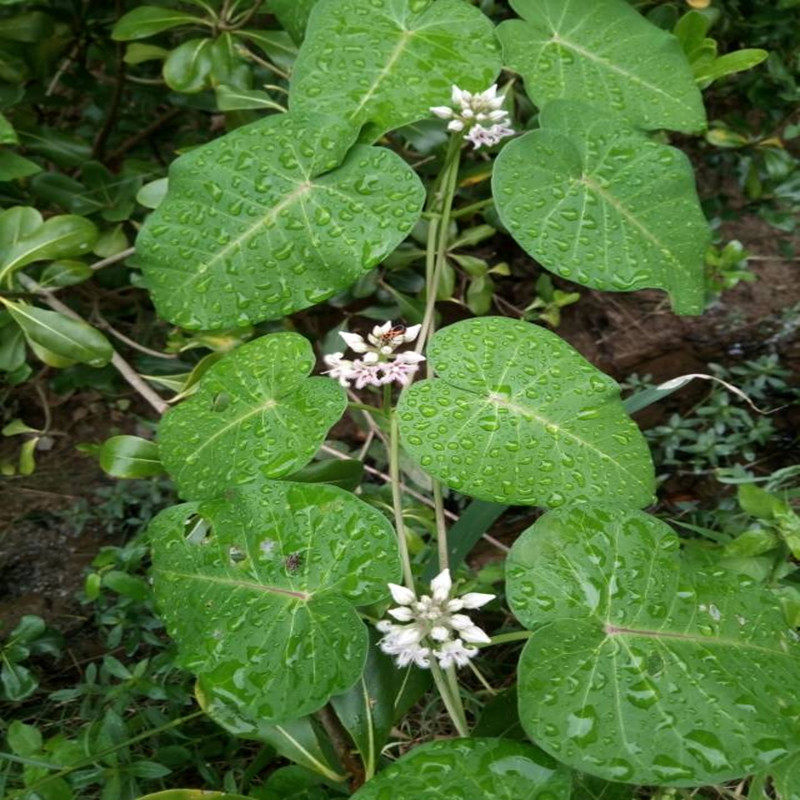 野生干品萝藦奶浆羊角天浆蔓藤罐头其他药食同源食品