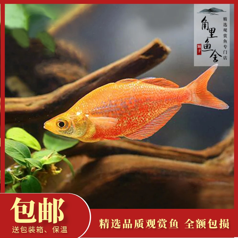 角里鱼舍红苹果美人鱼彩虹鱼热带鱼观赏鱼活体宠物鱼包鱼