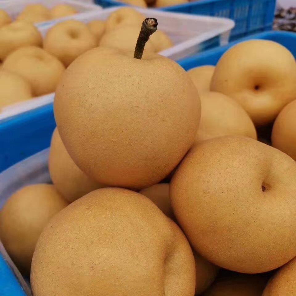 尚口新鲜水果四川川丰水梨梨子5斤装单果200g梨