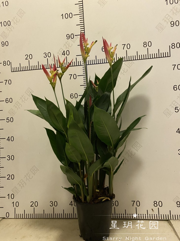 进口天堂鸟富贵鸟带花发货室内盆栽阳台庭院花境花卉
