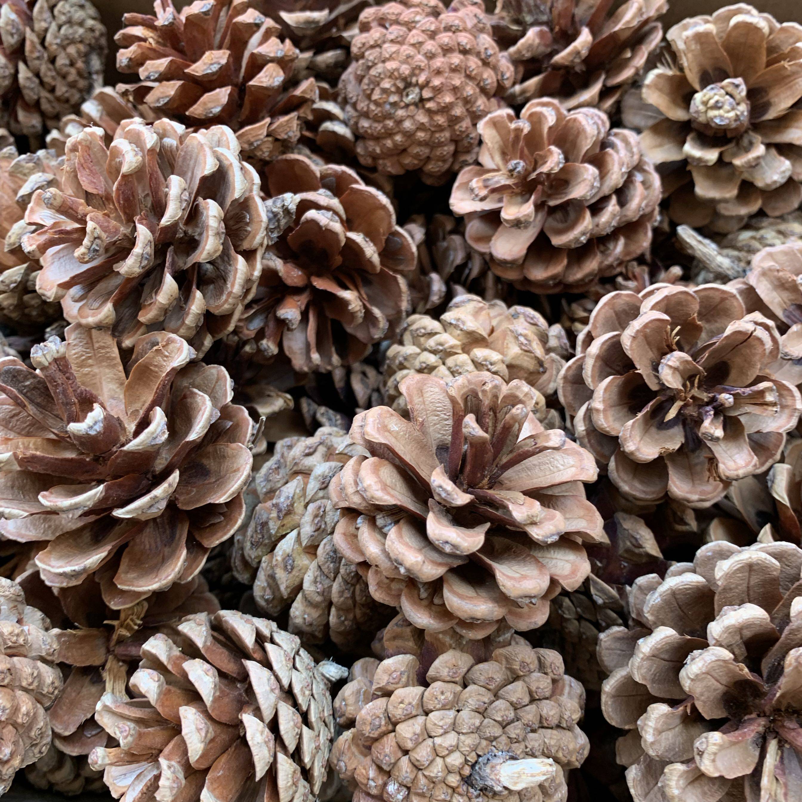 包邮松果装饰品摆件松塔野生diy手工材料干花圣诞装饰品