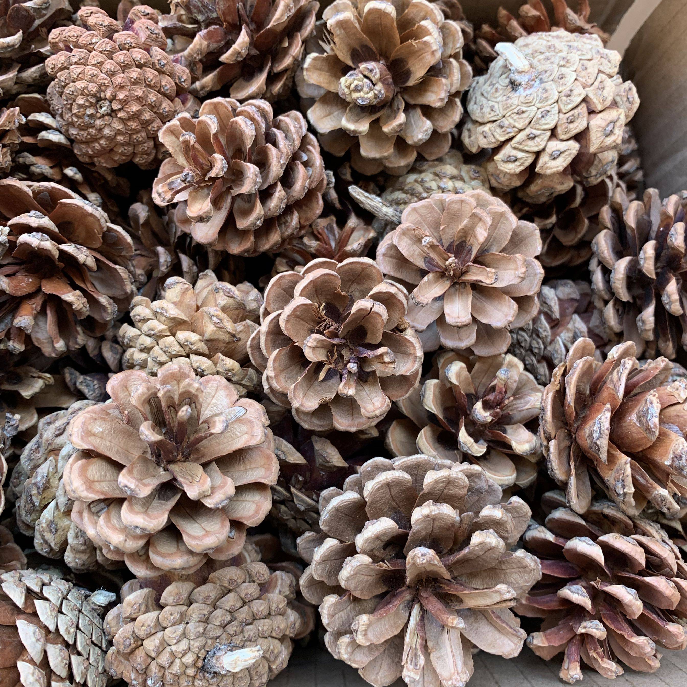 包邮松果装饰品摆件松塔野生diy手工材料干花圣诞装饰品