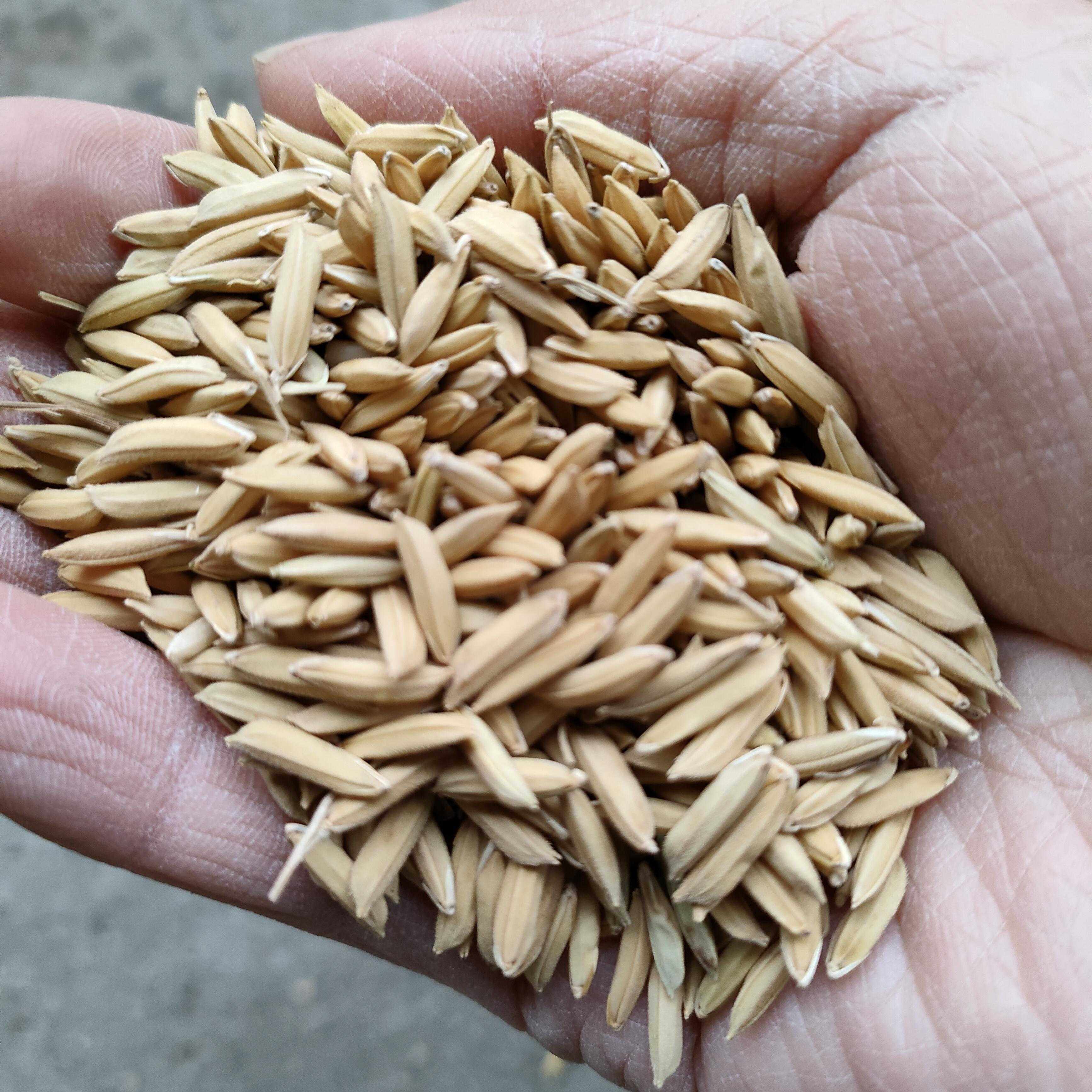 散装水稻种子糯米稻谷种子长粒带壳常规种糯谷稻子2020新种高产