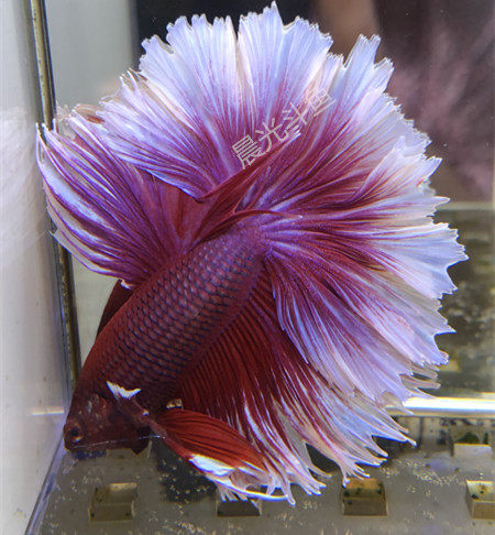 半月泰国斗鱼视频选鱼精品展示级赛级大耳进口观赏鱼