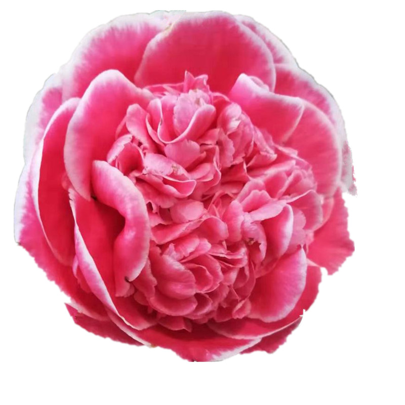 彩虹天使福建龙岩名贵稀有茶花花品种苗高档绿植