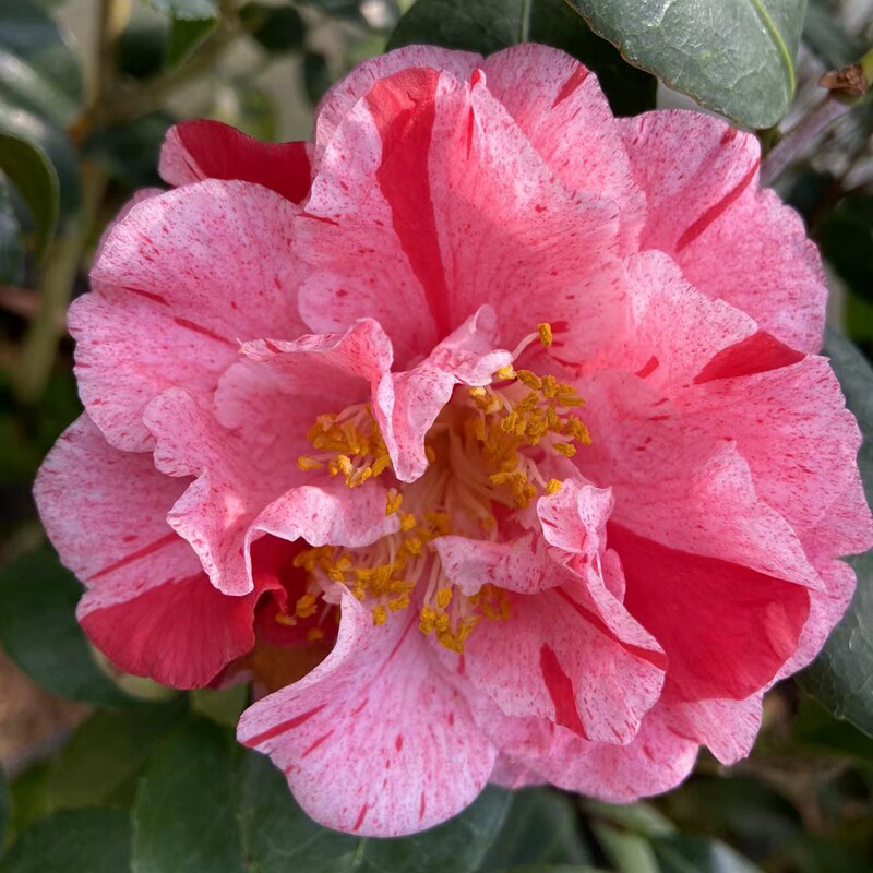 茶花花苗常绿茶多色绿茶永福四季布尔龙岩福建绿植