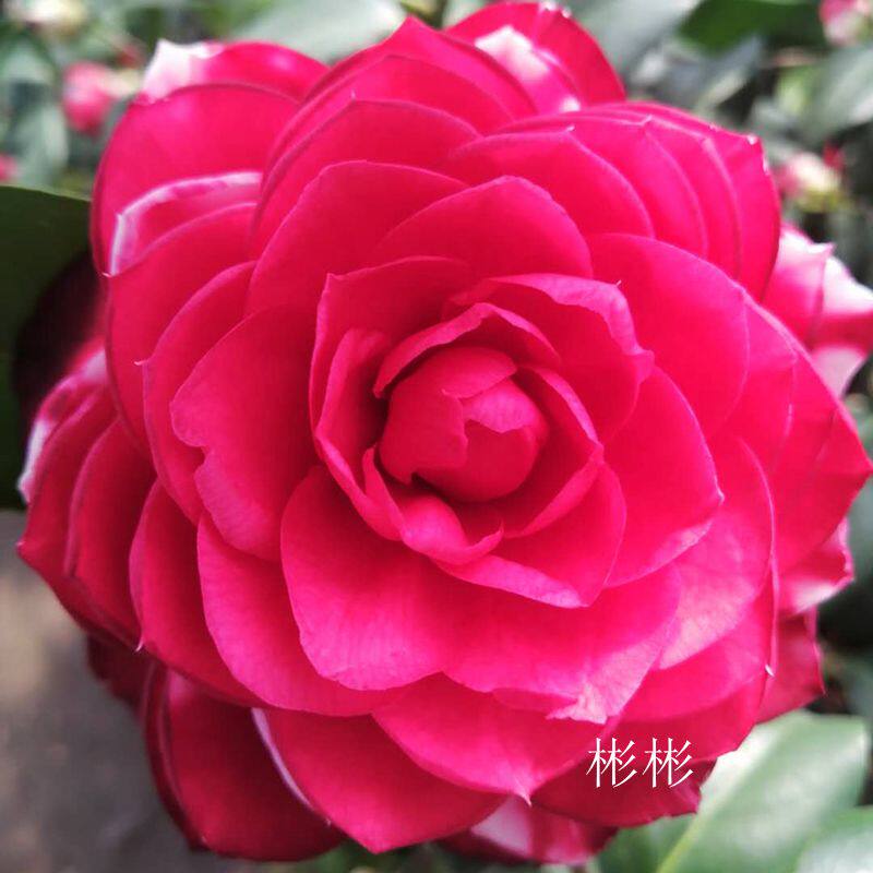 茶花迪克福建龙岩永福盆栽进口名贵贵花大型绿植