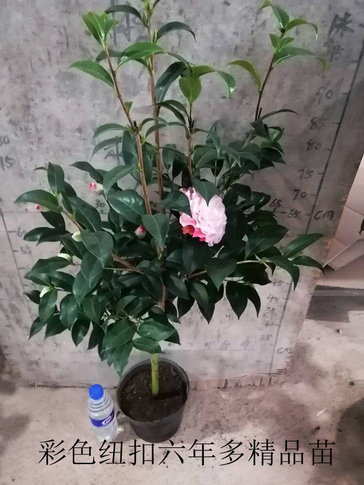 彩色纽扣彩虹勋章永福镇进口名贵茶花花苗花苞时令草本花卉