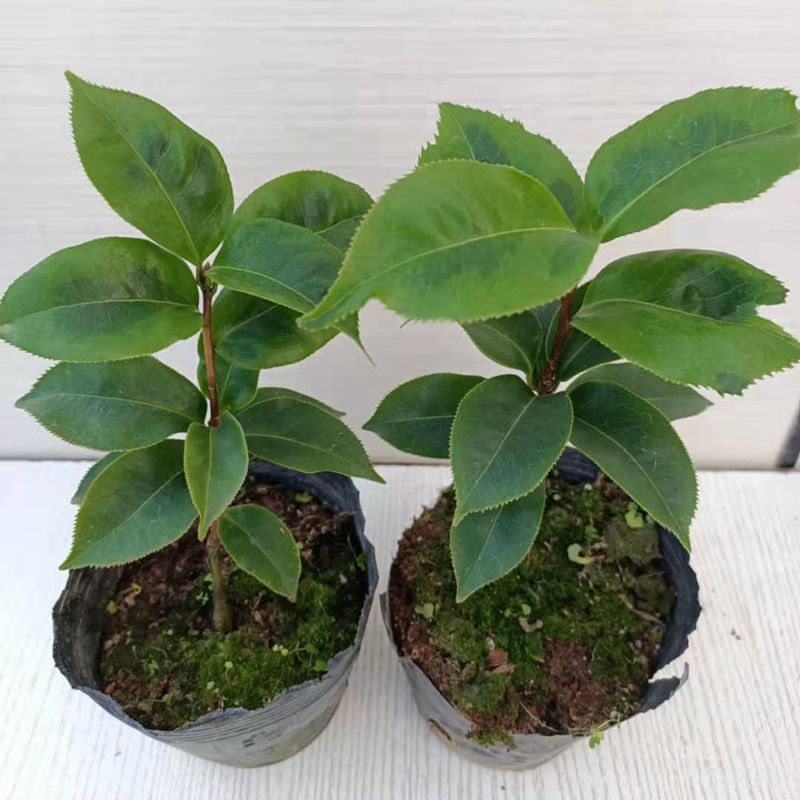 金镶玉福建龙岩永福镇名贵品种茶花花苗红色巨型花卉