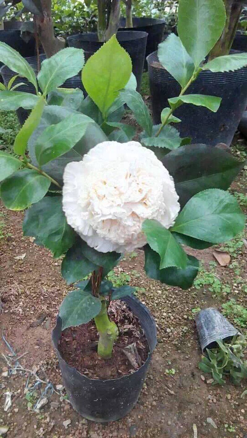 金华玉盘茶花福建龙岩永福镇名贵花苗新品多色时令草本花卉