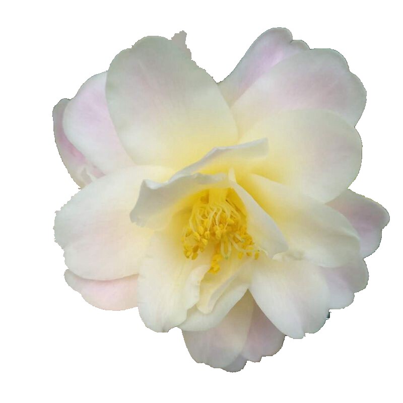 黄莲华黄色常绿四季包邮花苗茶花品种名贵永福镇时令草本花卉