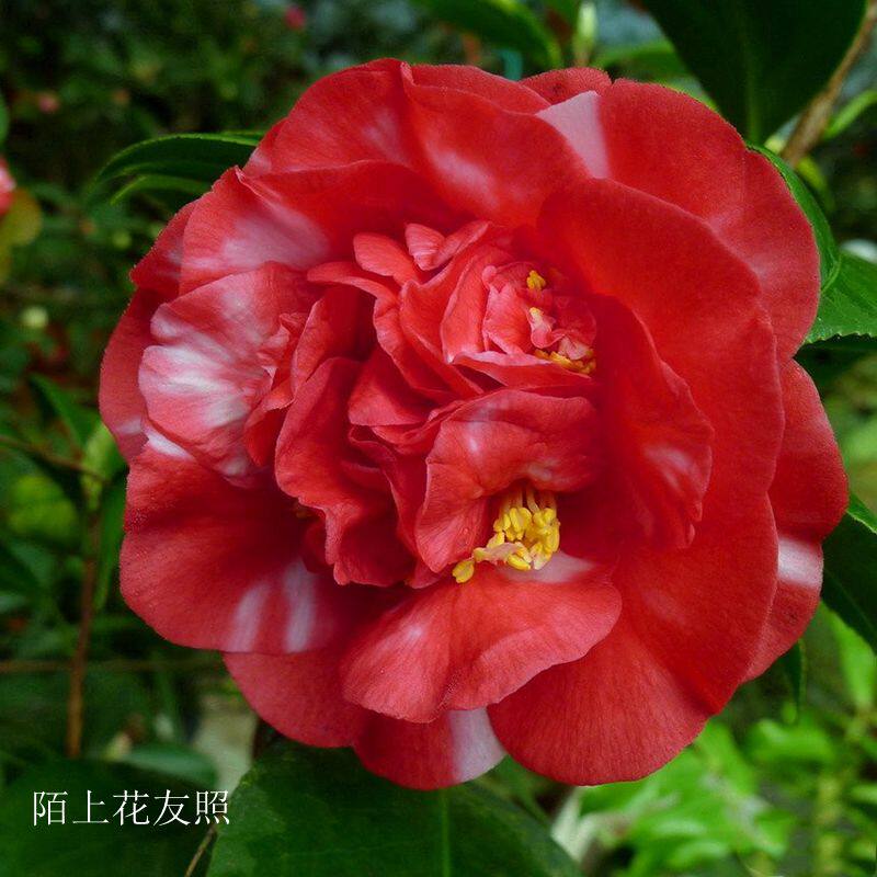 超级南天武士福建龙岩永福进口名贵品种茶花时令草本花卉