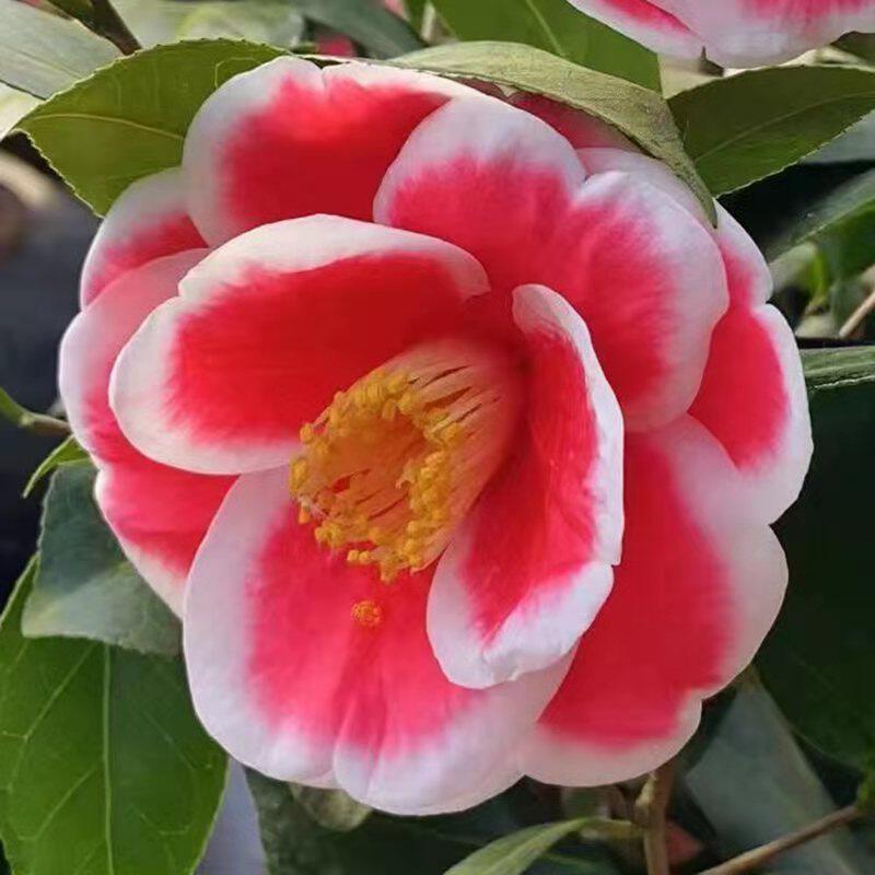 友之名贵进口进口品品种茶花花苗福建龙岩永福花卉