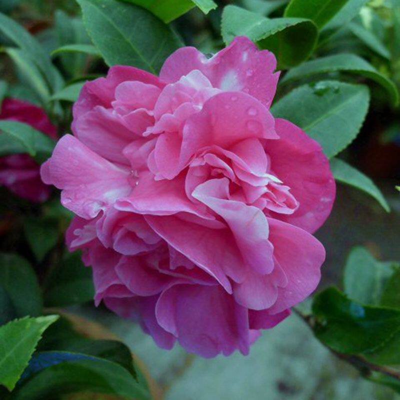 茶花黛比龙岩茶花苗岩茶进口品品种新西兰进口名贵花卉