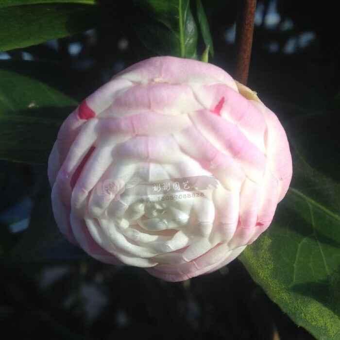 槟榔经典华东多色品种茶花高档阳台庭院客厅时令草本花卉