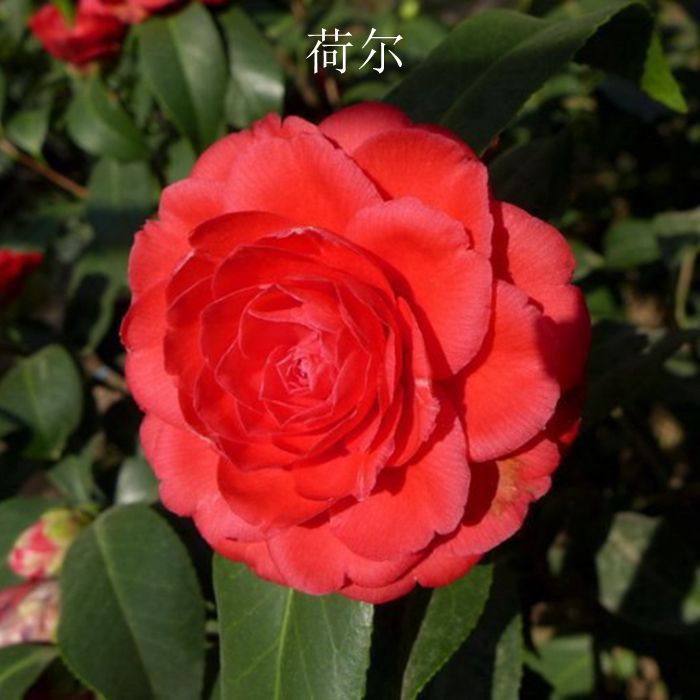 荷尔年宵花卉正红红色进口进口品品种名贵茶花绿植
