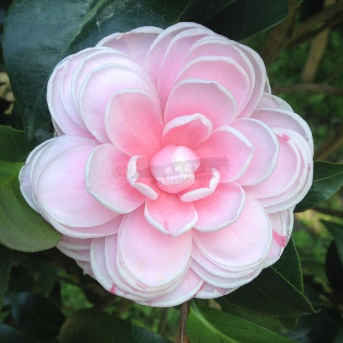 槟榔经典华东多色品种茶花高档阳台庭院客厅时令草本花卉