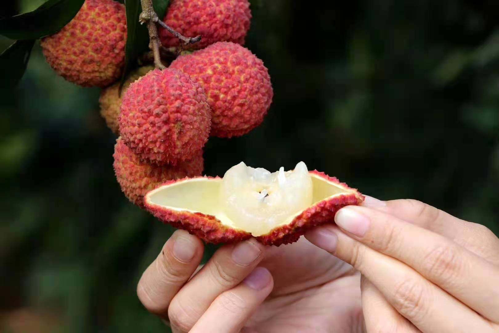 荔枝新鲜海南火山王大超大5斤现摘荔枝