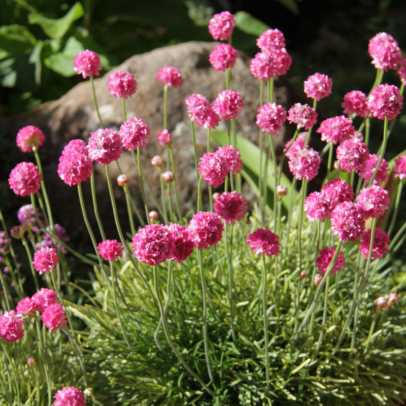 石竹盆栽花苗带花多年生宿根花卉庭院阳台植物花卉