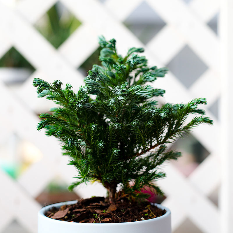 植物挪威蓝湖金光绒柏蓝色波尔四季常青耐寒绿植