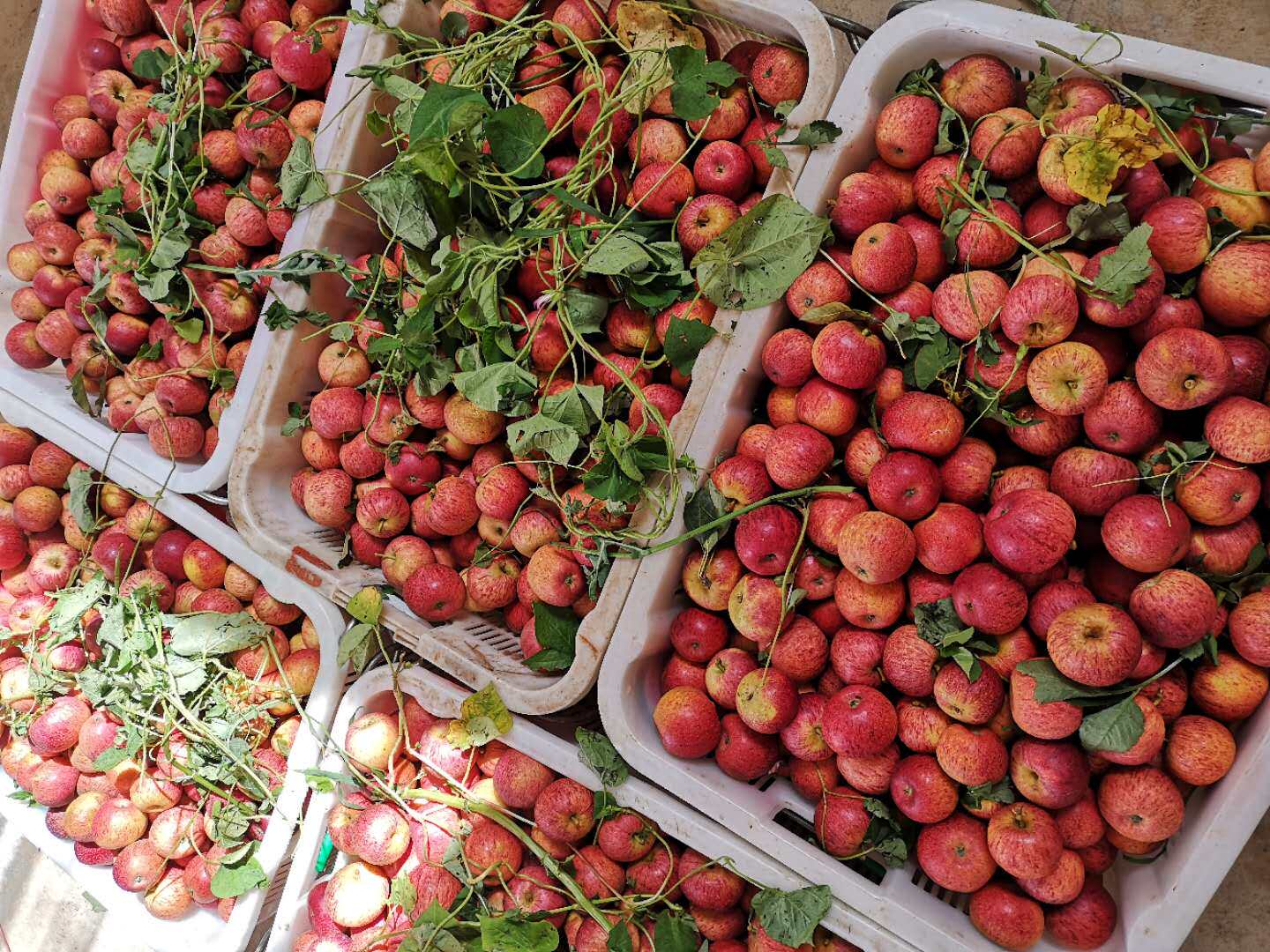 云南正宗蒙自西北小苹果野生脆甜冰糖糖心新鲜苹果