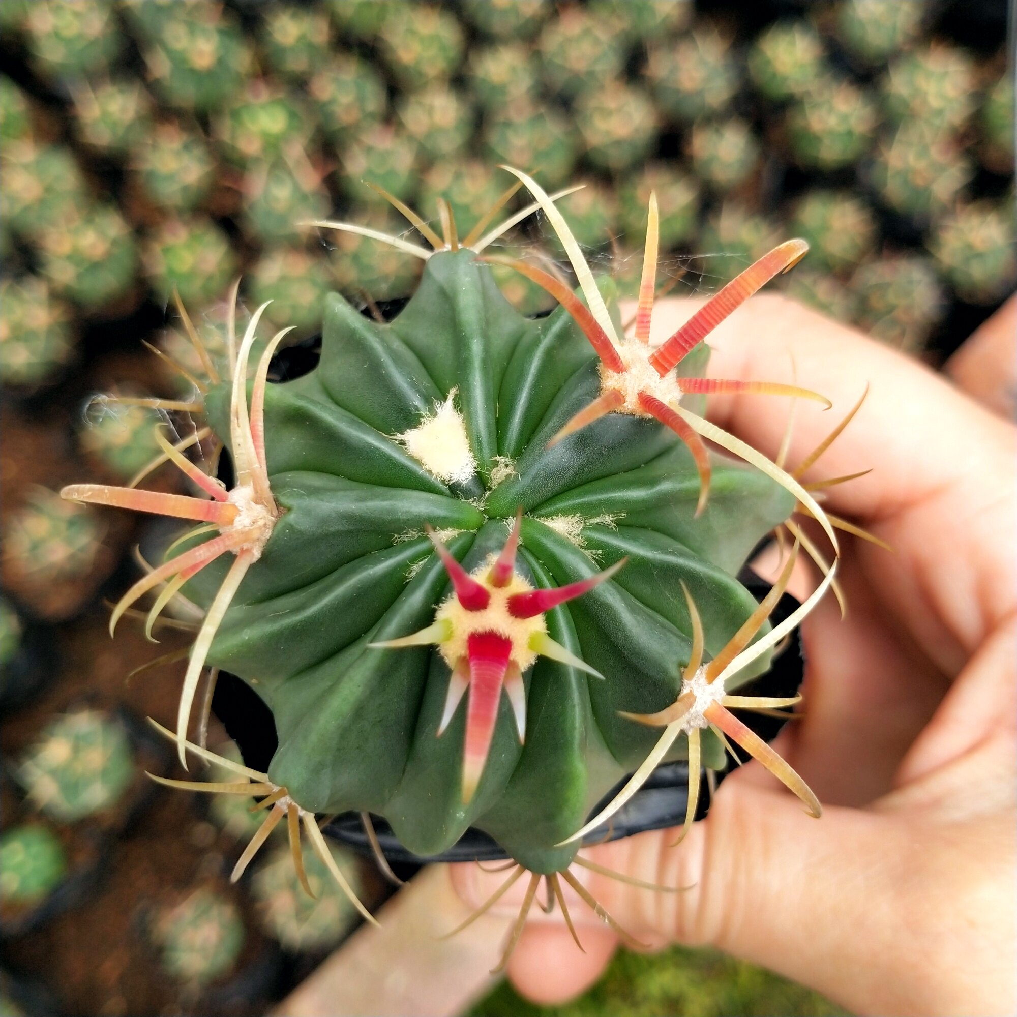 多肉植物仙人盆栽新天地白雪日出防辐射开花仙人掌多肉植物