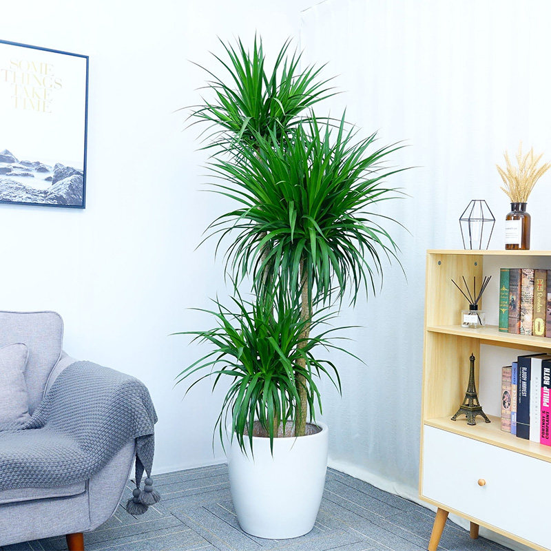 汉氧园林多头大龙血树盆栽节节高植物吸甲醛净化空气北欧风绿植