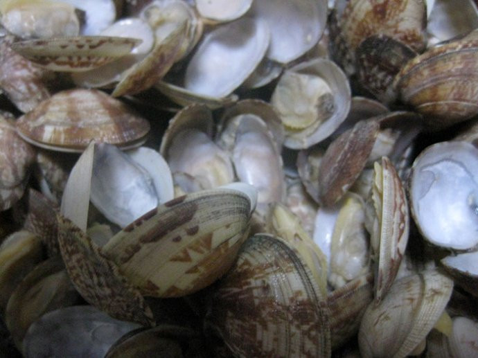 渤海湾北戴河新款热销昌黎大汉海鲜鲜活海螺苦螺海贝贝刺身香螺