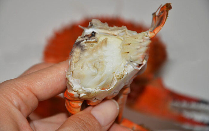 渤海湾新款北戴河野生海捕赤海螃蟹大红腿石甲红花盖红夹子500g