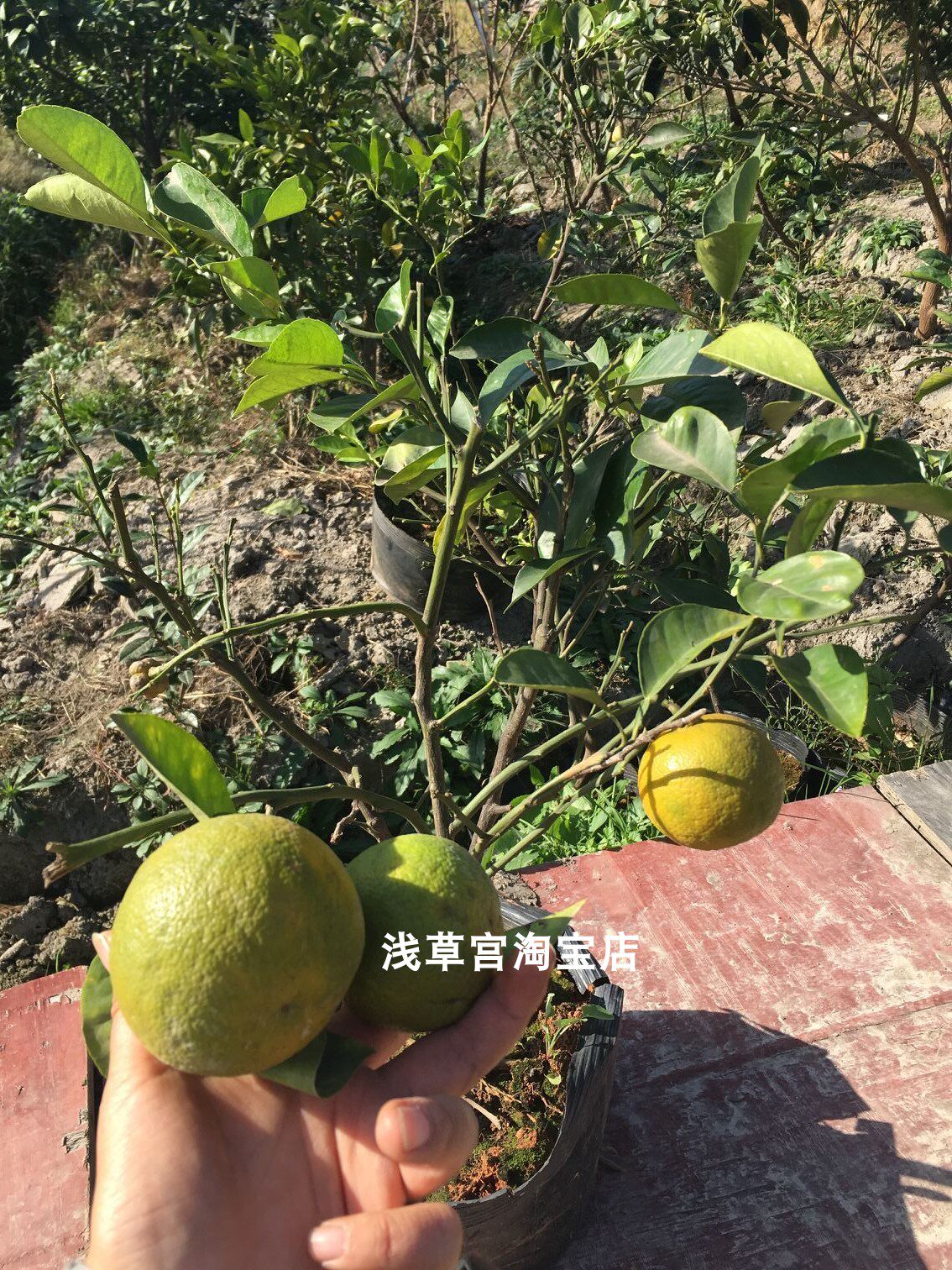 树苗浙江宁波发代代桔子树回青橙子橙子树苦橙果树果树