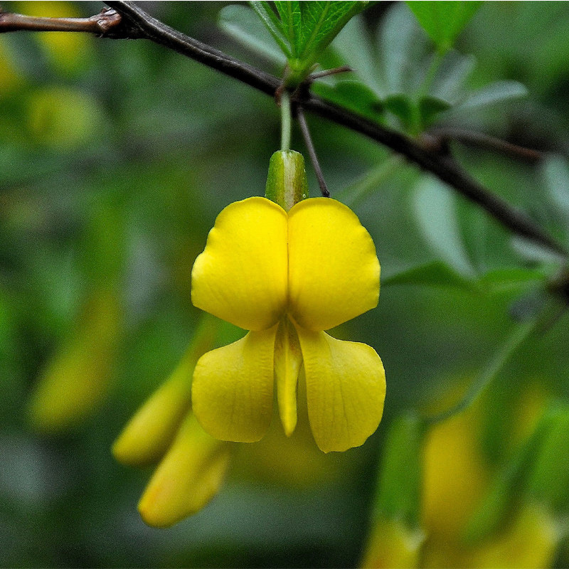 金雀室内外植物绿植花苗树桩黄金雀好养金丝雀锦鸡空气净化剂