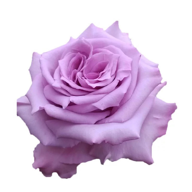 玫瑰玫瑰花花苗盆栽海洋之歌四季开大淡紫色浓香鲜花拱门