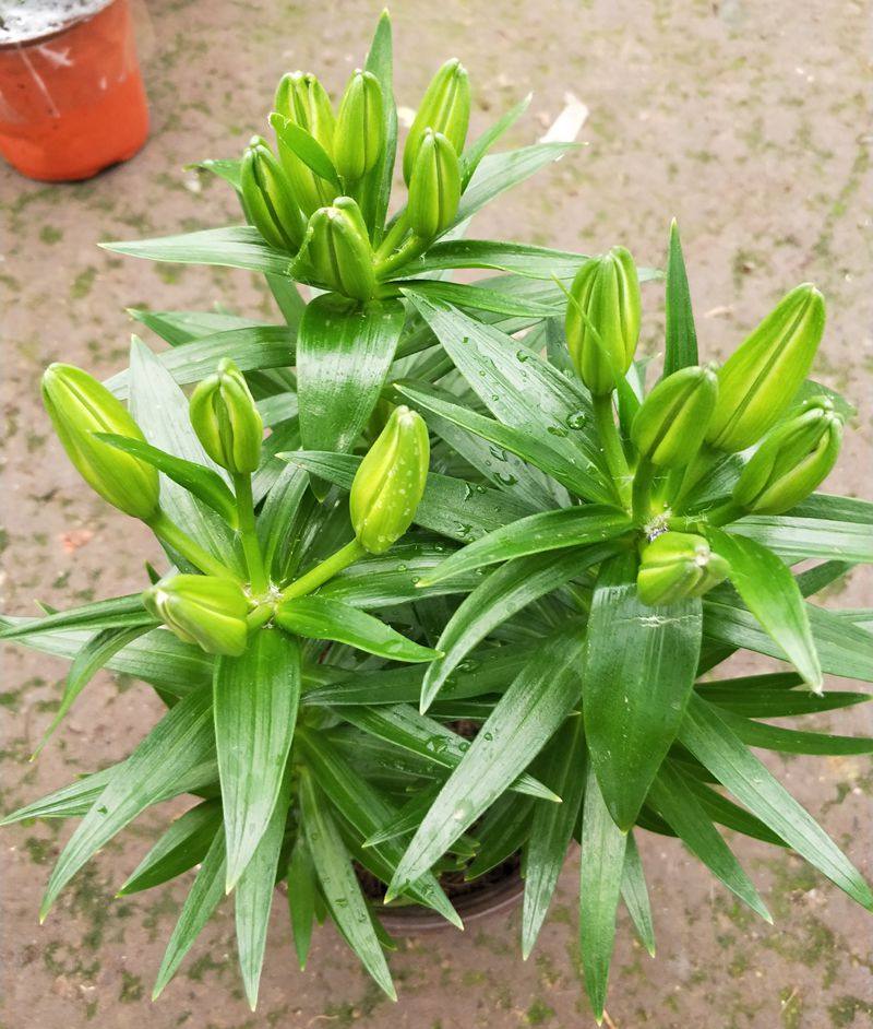 百合花花卉百合花苗发货年宵花苞香水百合盆栽包邮壁饰