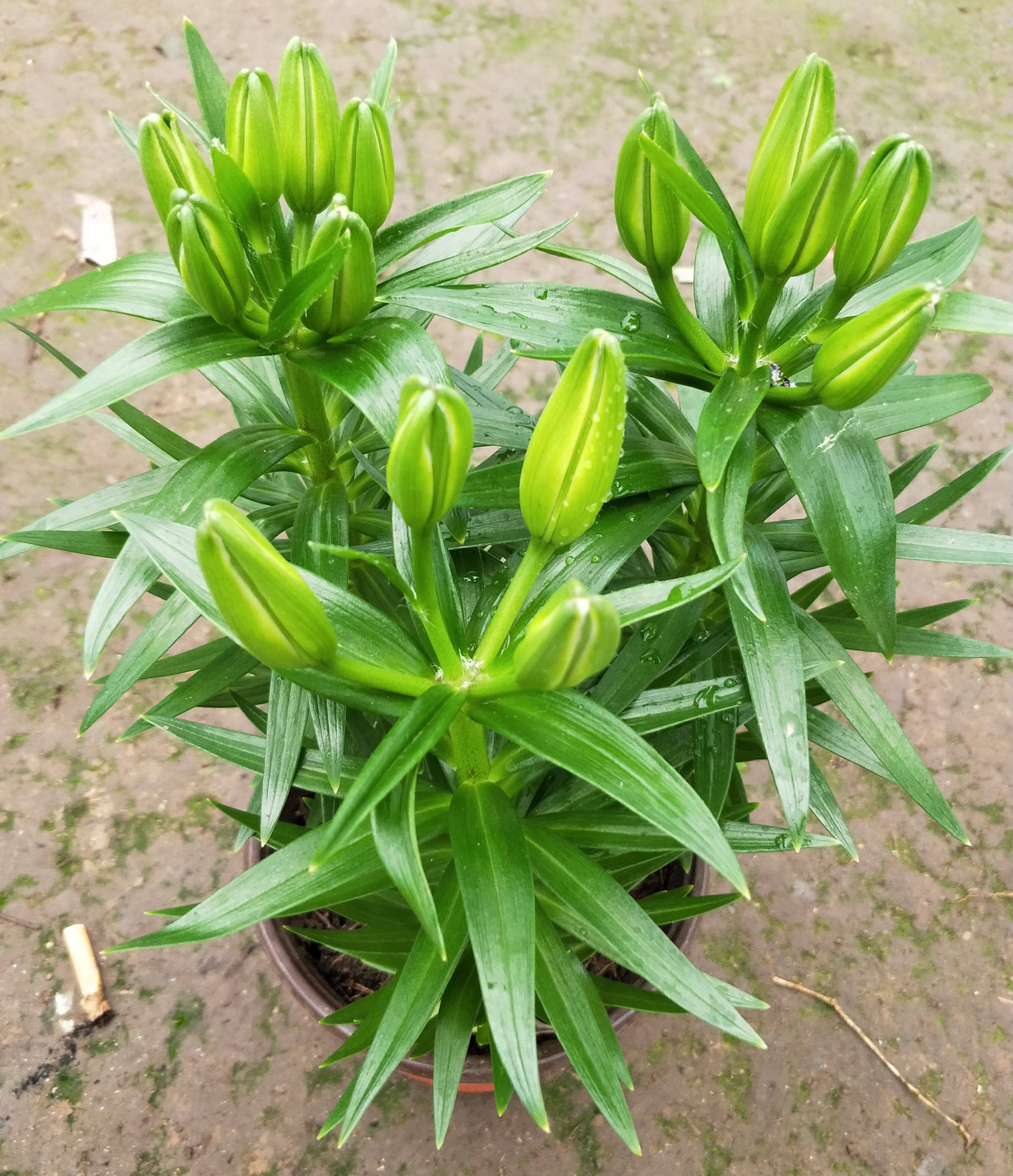 百合花花卉百合花苗发货年宵花苞香水百合盆栽包邮壁饰