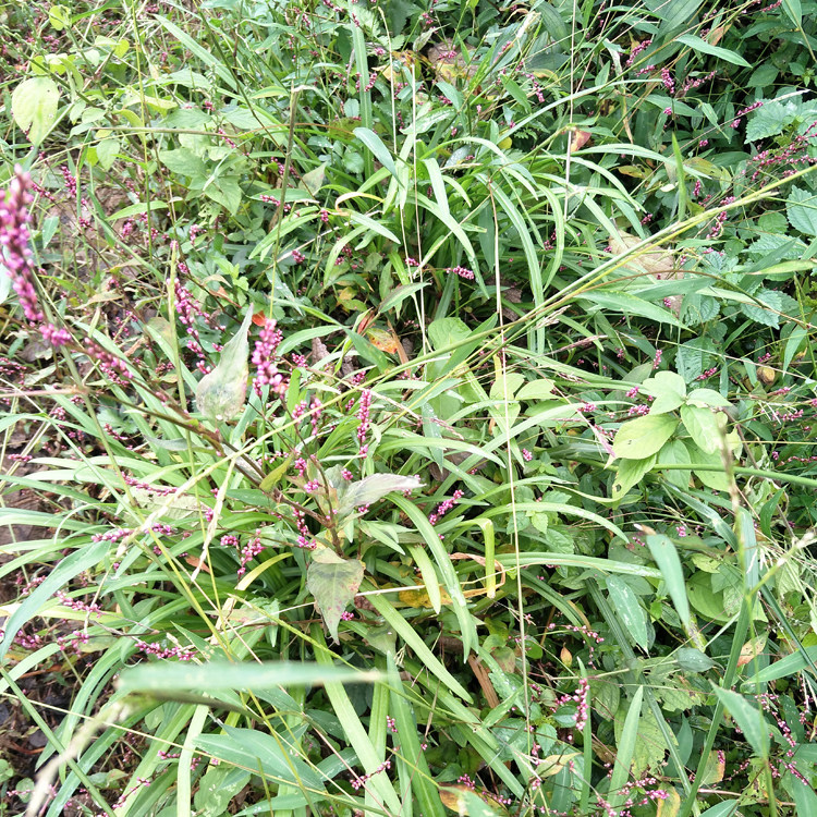 大洋高山野生石韭菜 观音菜 巨型韭菜土特产野生宽叶韭菜四季蔬菜