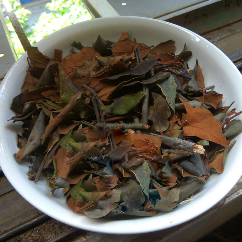 中草药煲汤野生新品杉树寄生500g红背叶天然肝肾其他药食同源食品