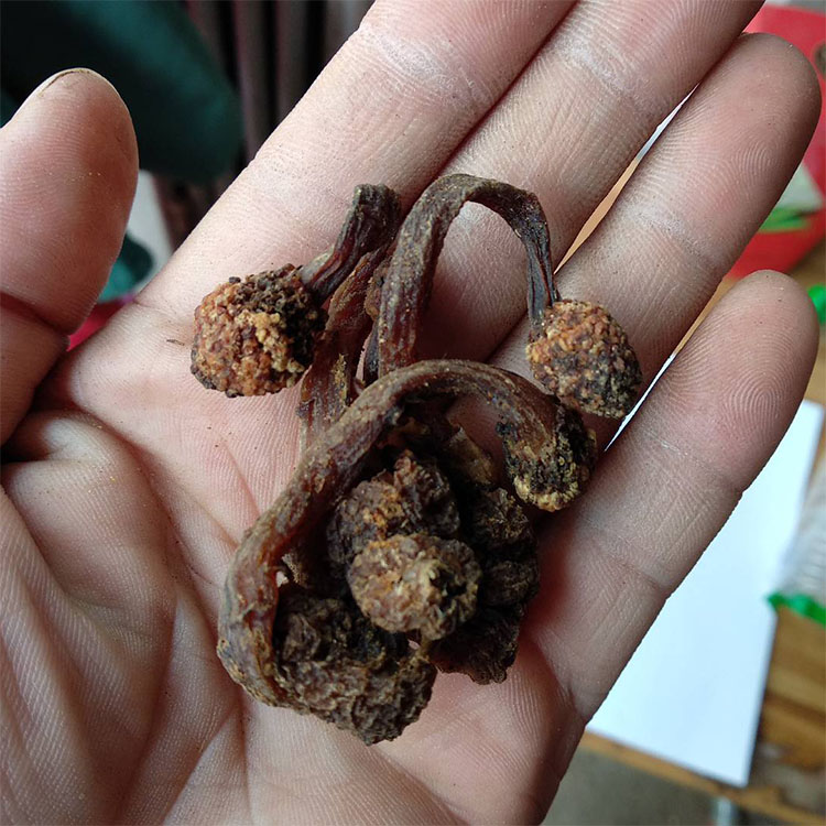 新品野生小号深山不出出头500g葛菌丛蓉地重楼其他药食同源食品