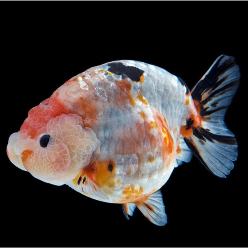 兰寿金鱼潘氏精品奶牛冷水淡水国粹观赏鱼包活好鱼