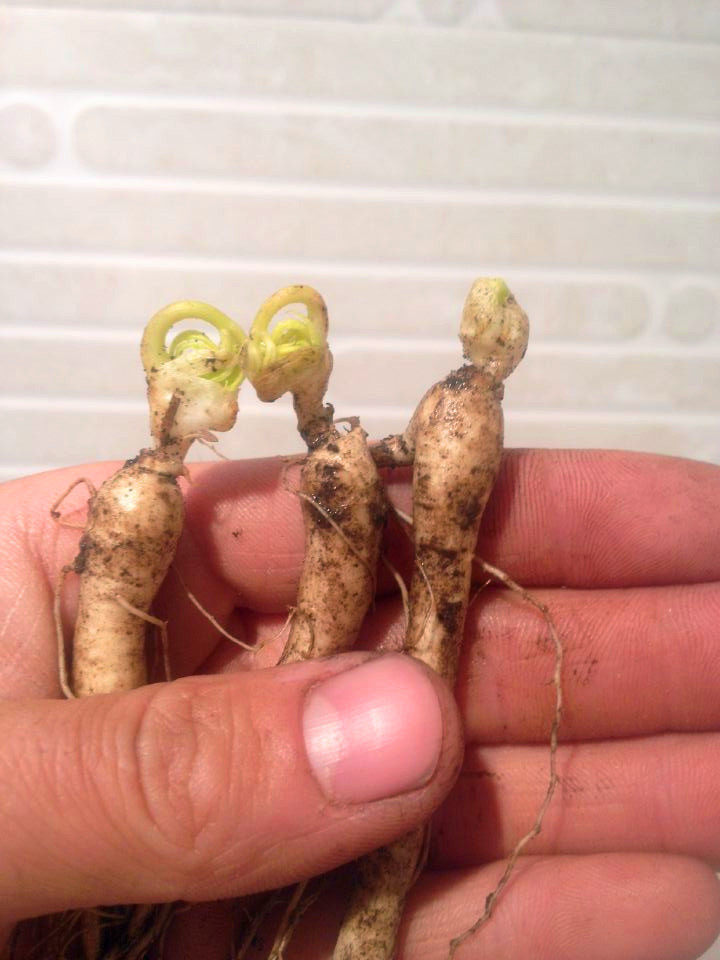 东北长白山新鲜西洋参苗现挖新鲜人参买10送1颗包邮