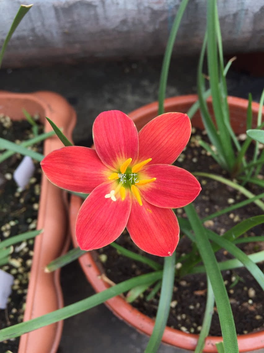 雨兰包邮小新新加坡骄傲傲风韭兰花卉丽丽风雨时令草本花卉