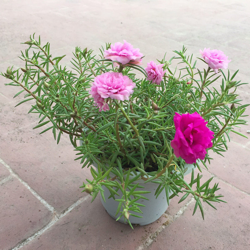 重瓣太阳花苗马齿苋阳台盆栽花卉植物四季开花带根带土带花苞发货