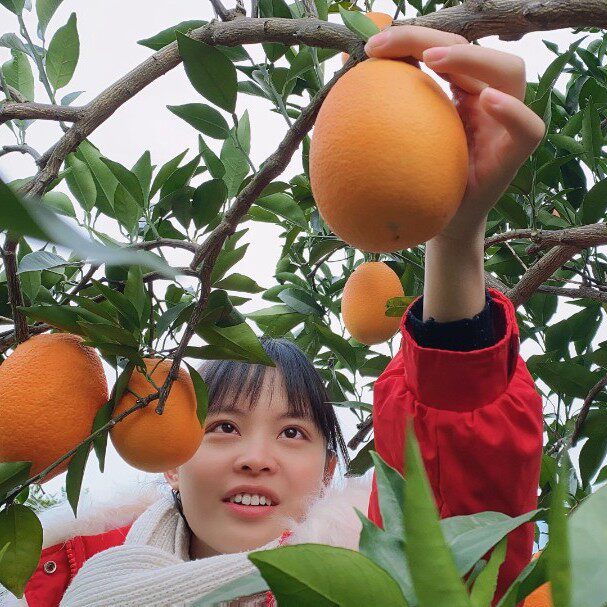 川妹小圆圆子正宗奉节脐橙荷尔香甜多汁果园橙