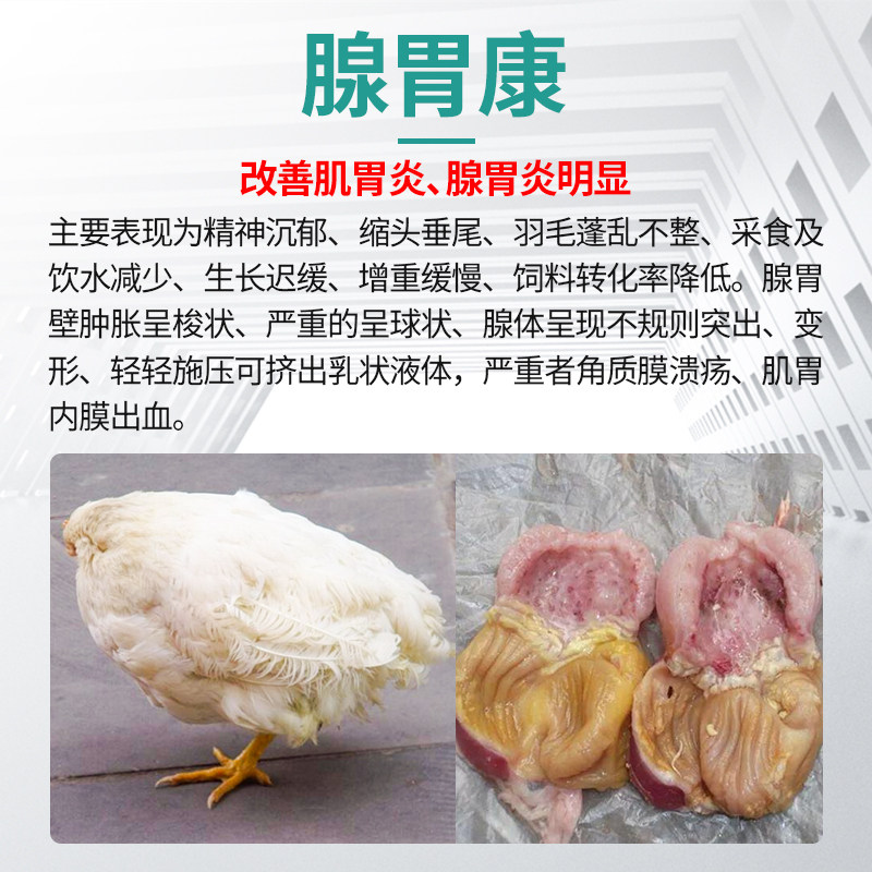 鸡腺胃炎养鸡常用开胃促食鸡缩头垂尾腺胃康鸡鸭饲料便鸡用大全