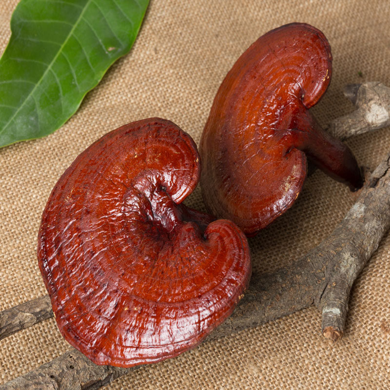 岚昕宝 长白山半野生灵芝3送1 品相好 250克 椴木赤灵芝粉片 包邮