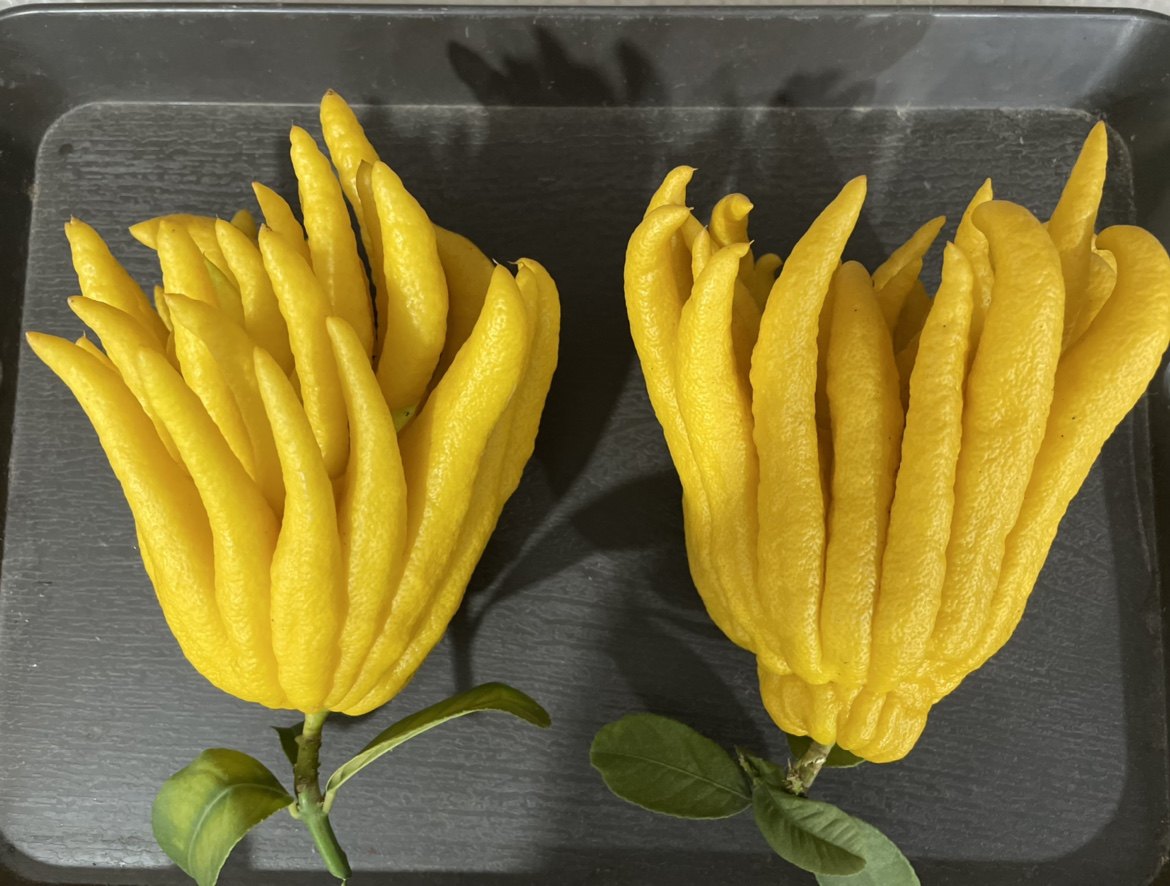 佛手特惠中大金华特产鲜果金佛手观赏闻香清供包佛手果