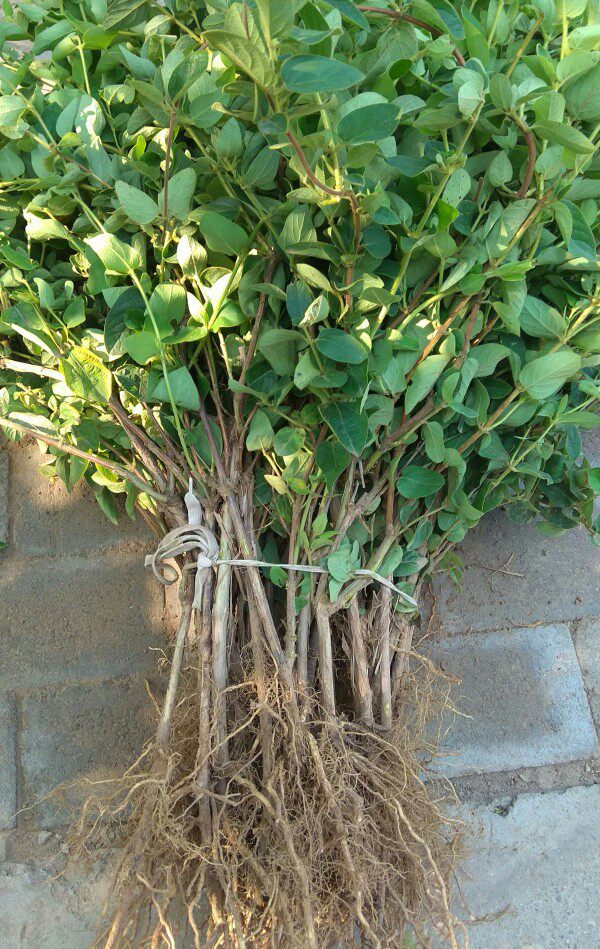 金银花金银花苗河北巨鹿巨花一号苗木四季四季树时令草本花卉