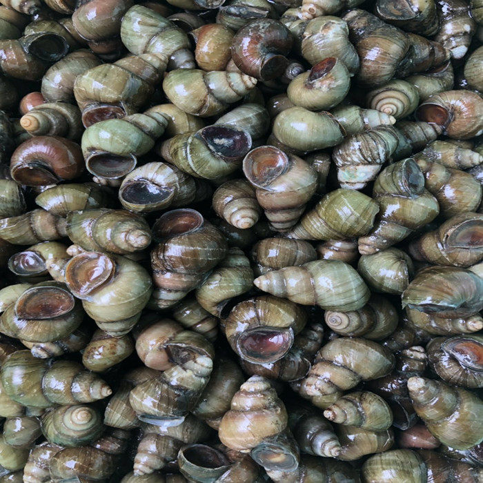 螺蛳包邮1件5斤新鲜鲜活包活野生清水田螺泥螺